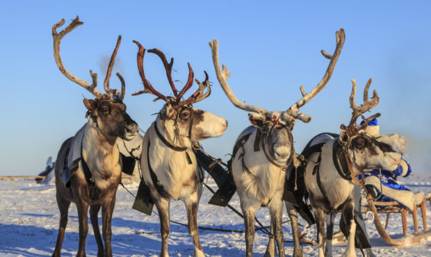 reindeer permit...
