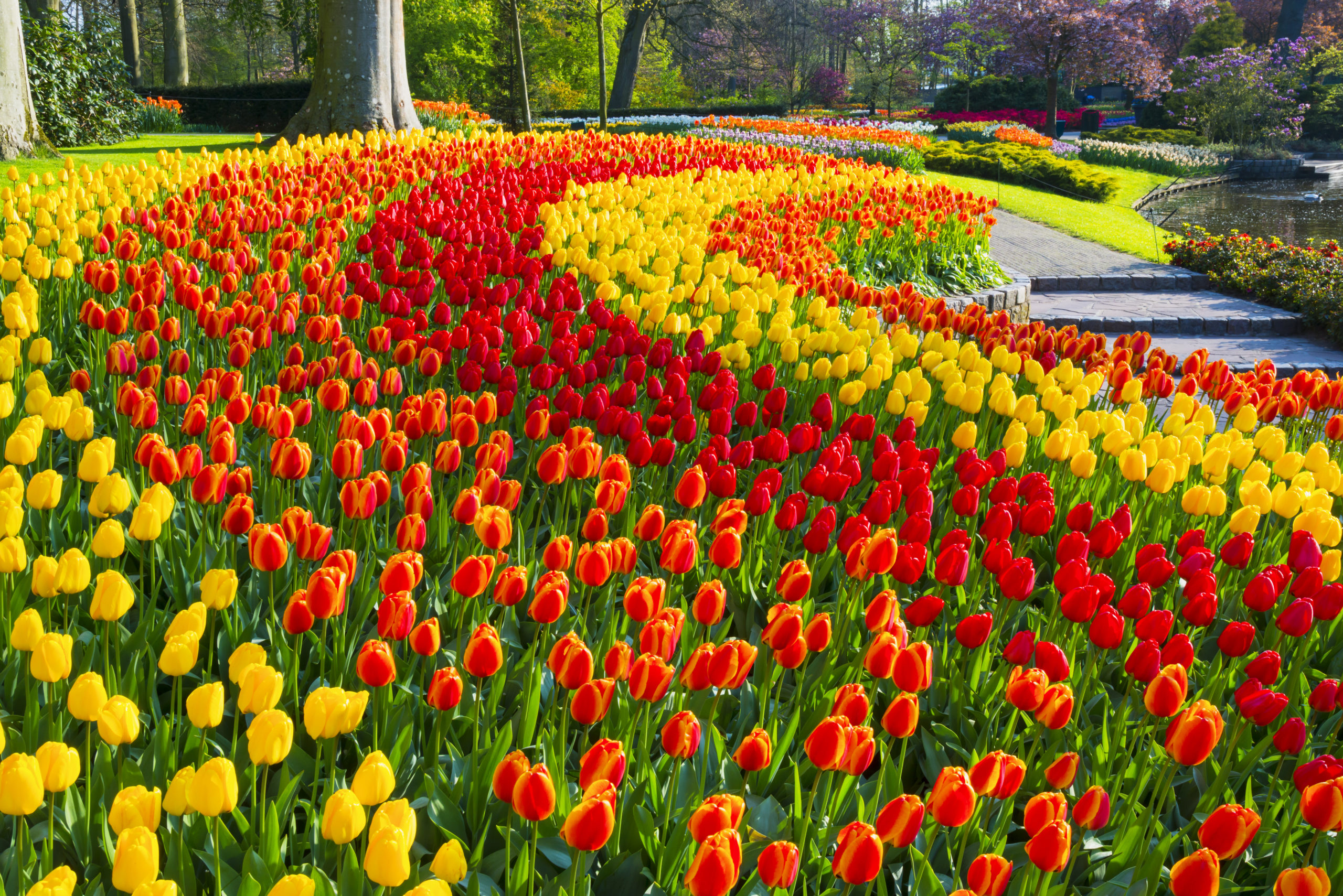 Keukenhof Tulip Garden