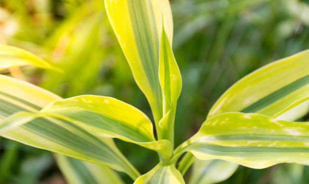 Dracaena fragrans,close up of top with green blurred background...