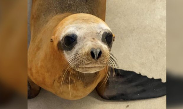 A California animal rescue organization says this sea lion, named Mandalorian, had to euthanize the...