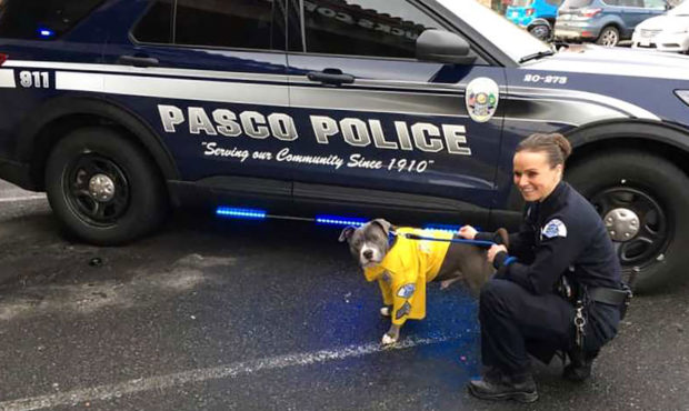 Police in Pasco, Washington, turned a rescue pup with an inoperable tumor into a dashing police K9....