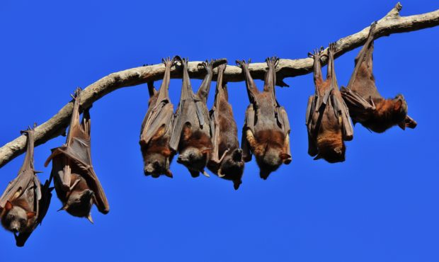 fruit bat Australia...