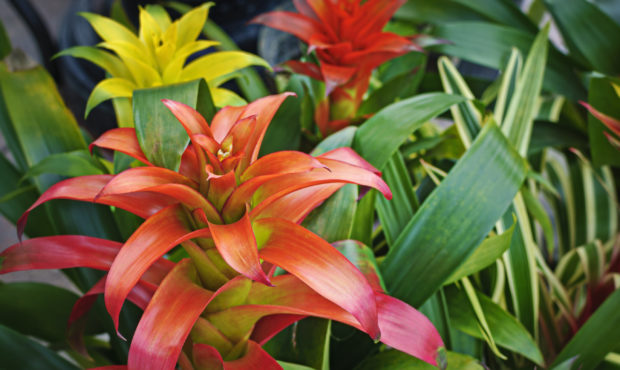 How to care for Bromeliads...
