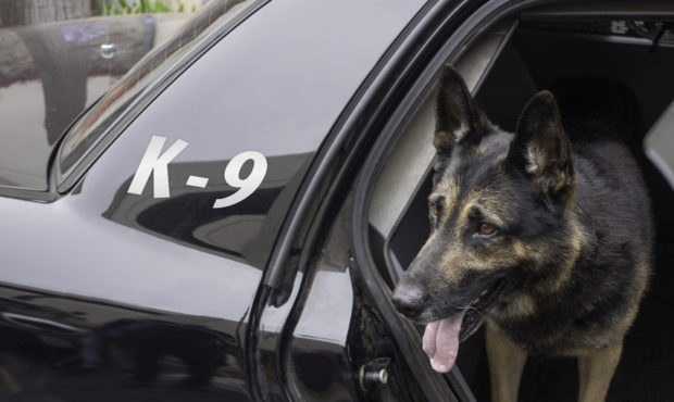 Police canine waiting in the back of a patrol car for his orders. (Getty Images)...