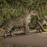 Pantanal, Brazil. It was in the middle of the afternoon and we were on the Cuiaba river when Regina, our guide, told us that she had just been informed that there was a female Jaguar with her cub on a nicely open sand beach on the Tres Irmaos River. We immediately decided to go check them out hoping they would still be there by the time we completed the 45-minute boat ride. As we got close, we saw over 10 boats leaving as the pair had left the open and went into the dense vegetation. We decided to stay, hoping that they would appear again now that it was much quieter with only two boats left. We suddenly heard a splash in the water and saw the mother and the cub crossing the river right in front of us. The cub was holding onto something that looked like her tail. As they started to come out of the water we realized that they were both holding onto an anaconda. There were muffled screams on the boat as nothing had prepared us for this. They got out of the water and posed for a bit. The mother was looking ahead, probably checking her surroundings. The cub was looking at his mother while holding the snake. The shape of the anaconda, its color pattern matching that of the jaguars and his mouth wide opened making an already amazing scene almost surreal. In all this excitement I managed to adjust my settings and take the shot. (Canon EOS 1DX Mark II – 500mm – F13 - 1/1250 - ISO 1250) 

IUCN red list classification: Near Threatened - 

Photo modifications: Exposure slightly decreased. Highlights, contrast and clarity slightly increased. Sharpening filter applied. Photo slightly cropped.