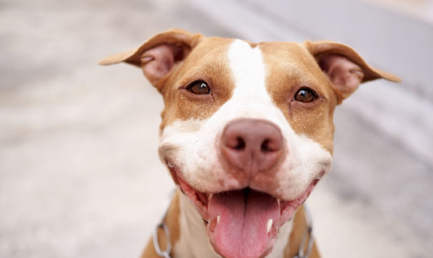 The Denver City Council voted to end the 30-year ban on pit bulls within city limits....