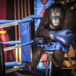 Aaron Gekoski's photo of an orangutan forced to take part in a boxing performance also came highly commended.
