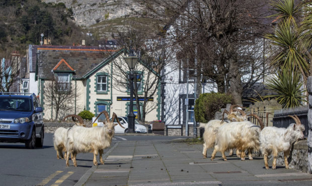 A herd of goats walk the quiet streets in Llandudno, north Wales, Tuesday March 31, 2020. A group o...