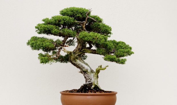 what you need to know about bonsai...