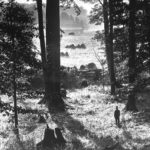 The Sacred Grove as seen in 1907. Through the trees can be seen the barns on the Joseph Smith, Sr. farm. Photographed by 	
Anderson, George Edward, 1860-1928 | Courtesy: churchofjesuschrist.org