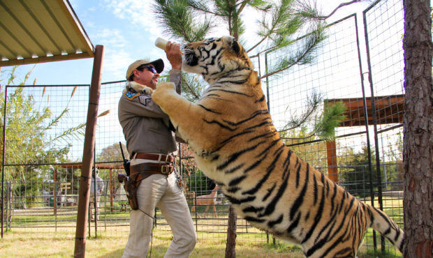 tiger king zoo...