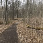 A path into the Sacred Grove as seen on March 13, 2020 | Photo: Mary Richards