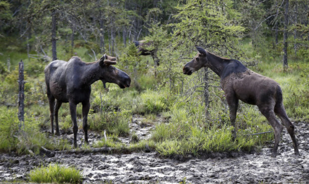 FILE - In this May 31, 2018, file photo, a pair of bull moose face off over rights to patch of mud ...