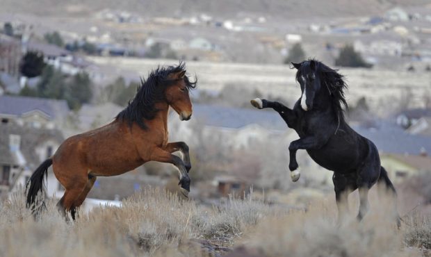 FILE - In this Jan. 13, 2011, file photo, two young wild horses play while grazing in Reno, Nev. Fe...
