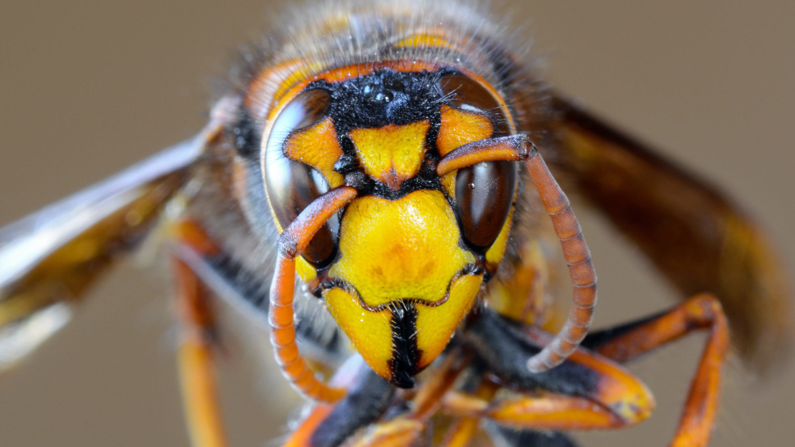 giant japanese hornet sting wound