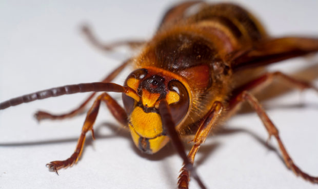 Invasive giant hornets have been spotted in the US for the first time...