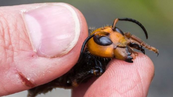 Murder Hornets have now been renamed to Northern Giant Hornet...