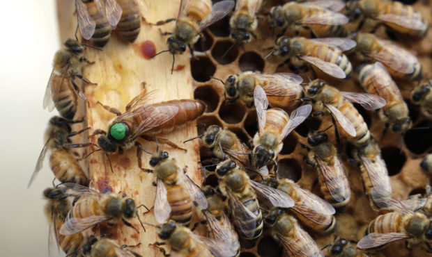 FILE - In this Aug. 7, 2019, file photo, the queen bee (marked in green) and worker bees move aroun...