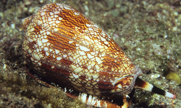 Cone Snail - Getty Images...