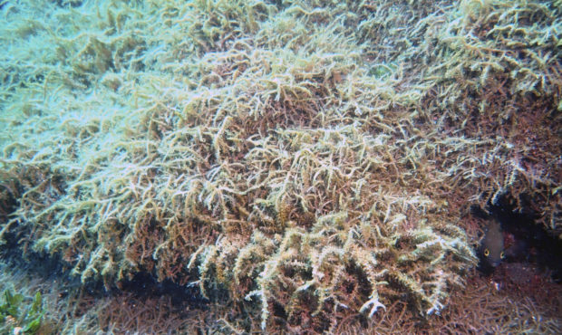 In this Aug. 4, 2019 photo provided by researcher Heather Spalding, a new species of seaweed covers...