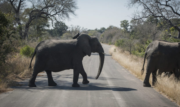 An elephant crosses the road in the Kruger National Park, South Africa, Wednesday, July 29, 2020. A...