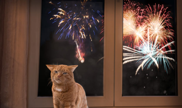 fireworks pets...