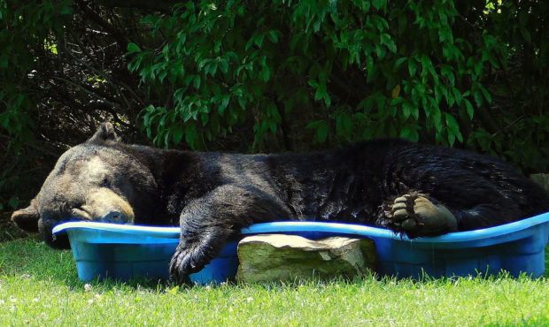 Huge black bear spotted relaxing in a pool is one big summer mood...