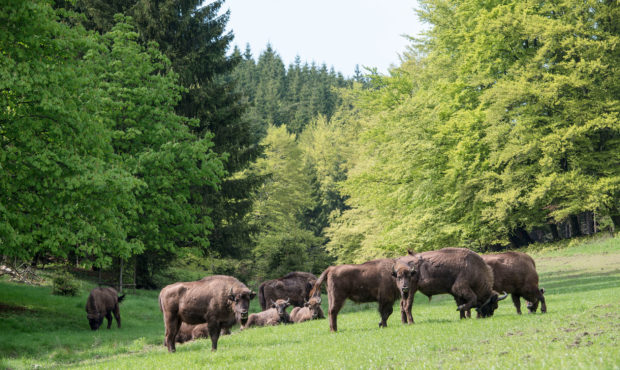 BAD BERLEBURG, GERMANY - MAY 05:  A herd of eight European bison graze in the Rothaargebirge mounta...