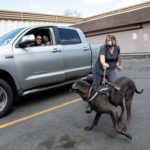 Don't put dogs in truck beds, Utah Humane Society says