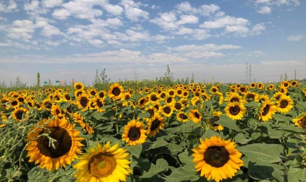 how to grow and care for sunflowers...