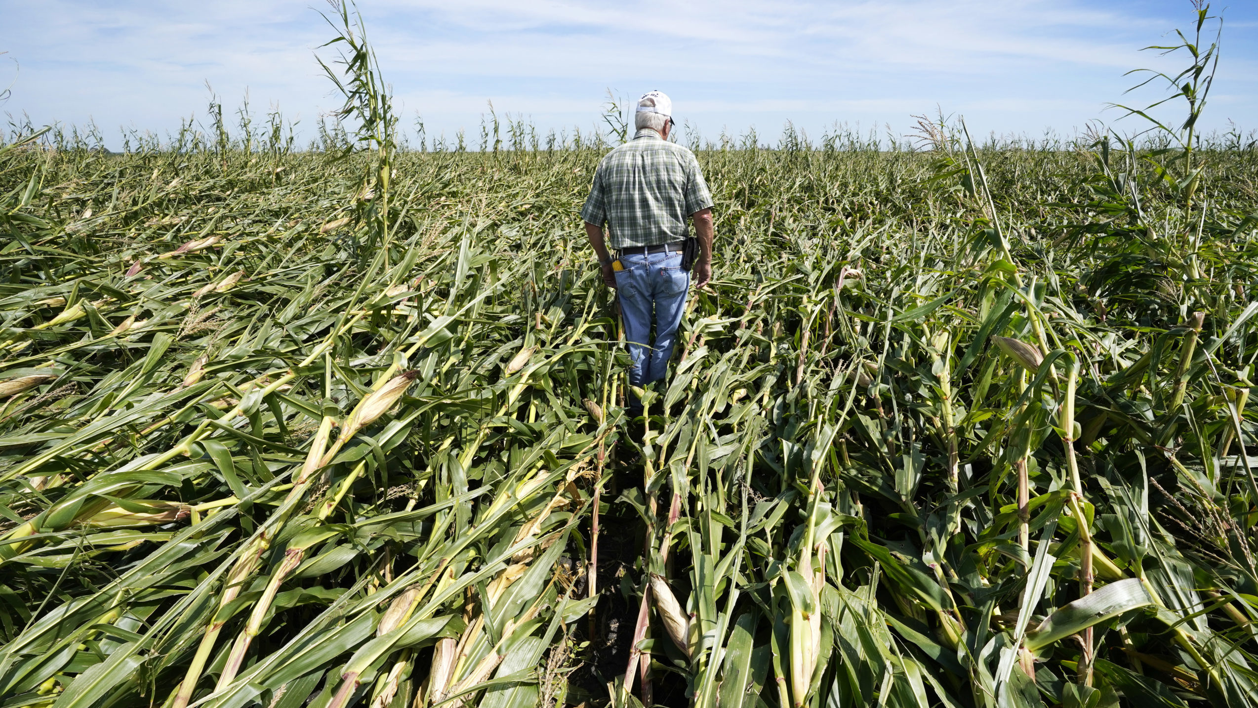 Iowa corn soy crops