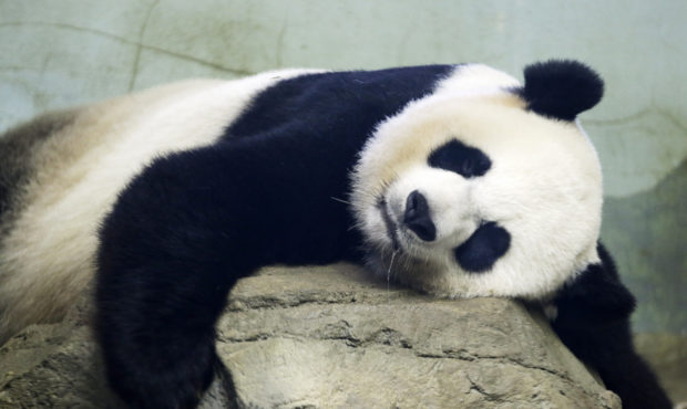 FILE - In this Aug. 23, 2015 file photo, The Smithsonian National Zoo's Giant Panda Mei Ziang,  sle...