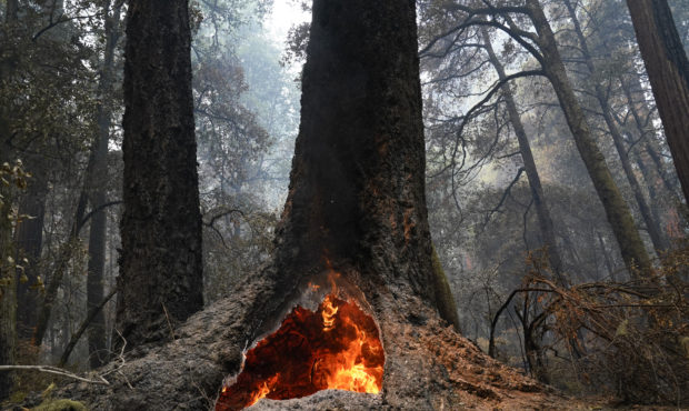 Fire burns in the hollow of an old-growth redwood tree in Big Basin Redwoods State Park, Calif., Mo...