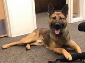 K-9 officer wounded in officer involved shooting leaving suspect dead