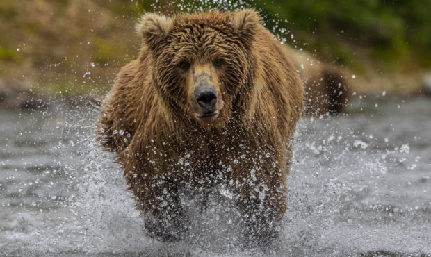 Brown bear hunting for salmon in the river. (Photo by: VWPICS/Gavriel Jecan/Universal Images Group ...