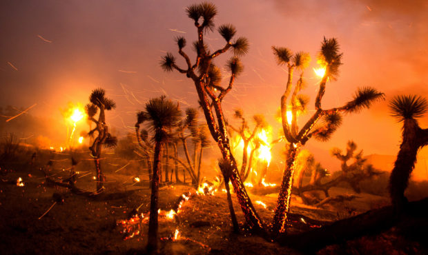 The wind whips embers from the Joshua trees burned by the Bobcat Fire in Juniper Hills, Calif., Fri...
