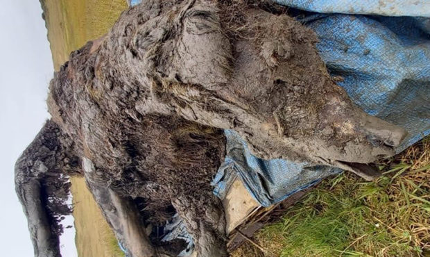 Perfectly preserved Ice Age cave bear found in Arctic Russia...