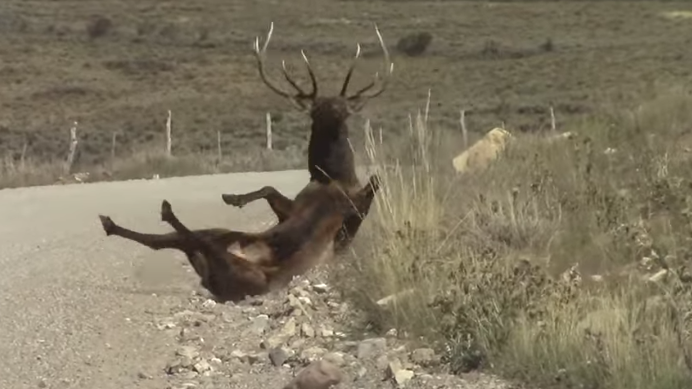 Utah Roadkill Reporter is a new app helping reduce wildlife-vehicle collisions. Available on Google...