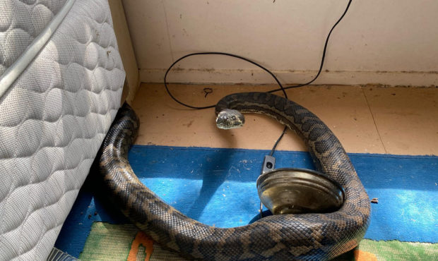 Snake catcher Steven Brown told CNN the pair were "two of the fattest snakes I've seen."
Credit:	Br...