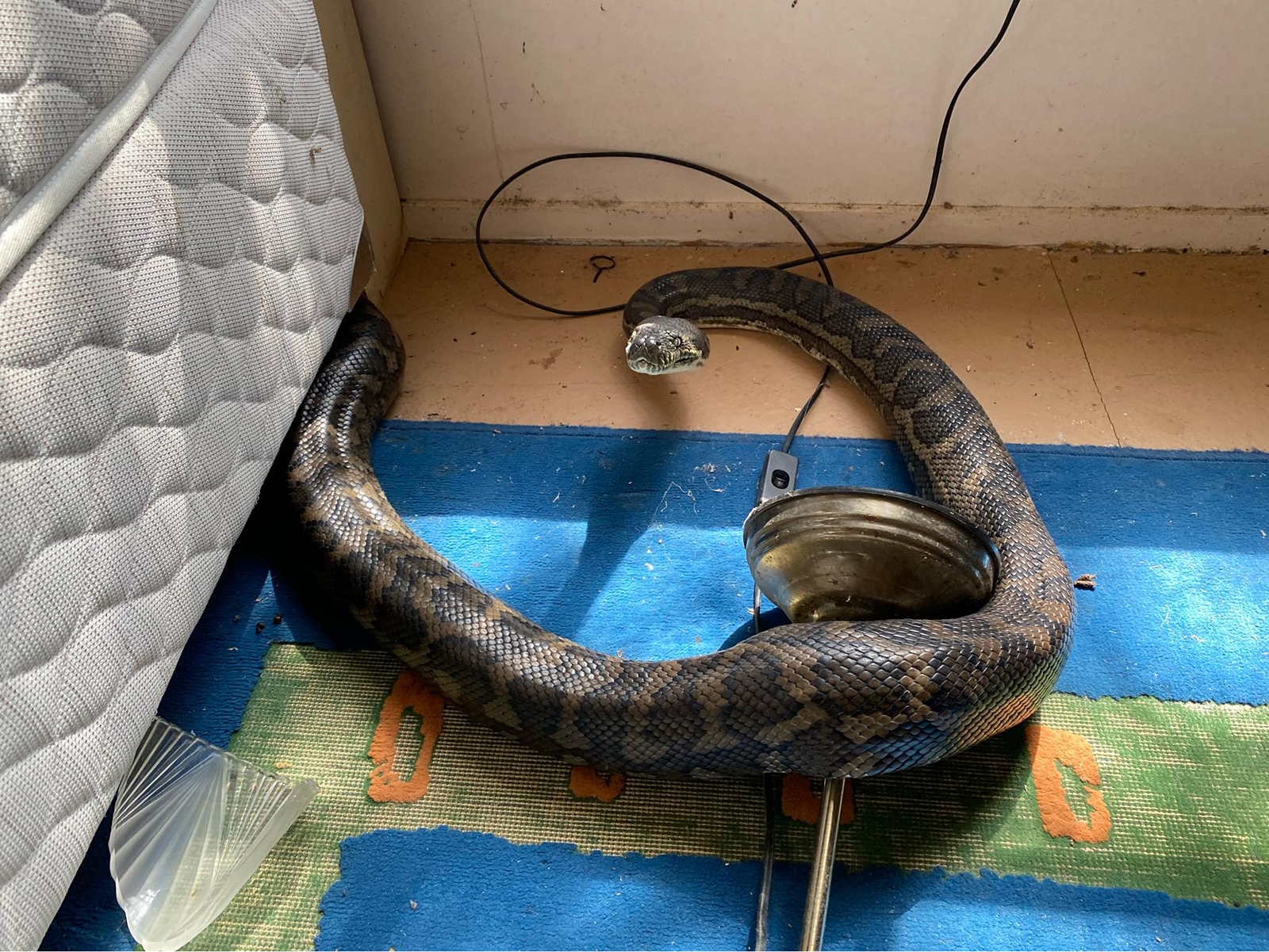 4-foot snake found in toilet of Australian home