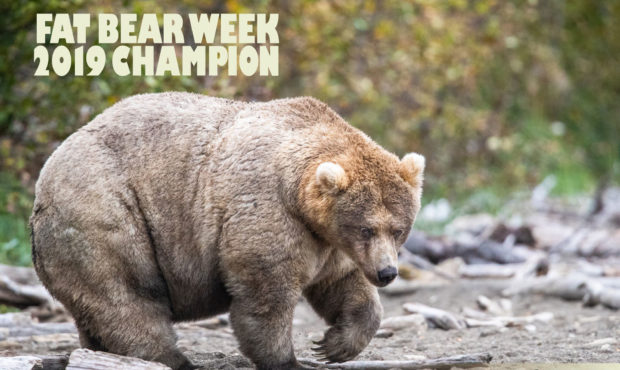 Fat Bear week...