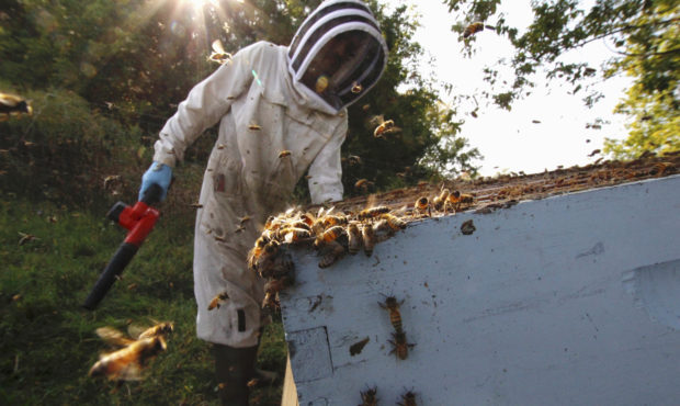 Beekeeper James Cook works on hives near Iola, Wis., on Wednesday, Sept. 23, 2020. Cook and his wif...
