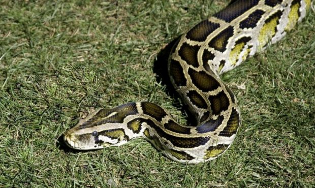 Burmese pythons can grow up to 25 feet in length and are decimating the ecosystem in Everglades Nat...