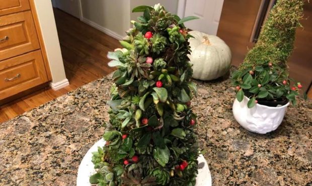 how to create a succulent Christmas tree...