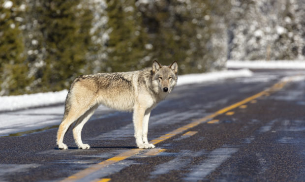 Idaho wolves...