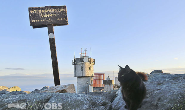 In this June 28, 2020 image provided by Mount Washington Observatory, Marty the cat walks on a boul...