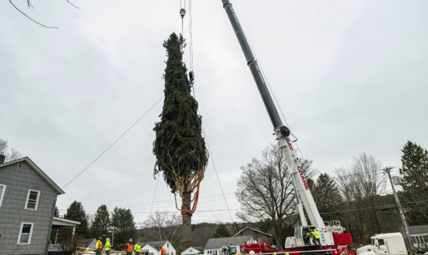 This year's Rockefeller Center Christmas tree, a 75-foot tall, 11-ton Norway Spruce, is craned onto...