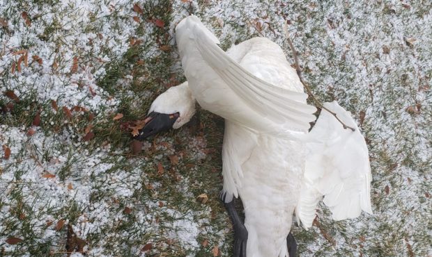 Several dead swans were found overnight in Bountiful, Woods Cross, Parley's Canyon...