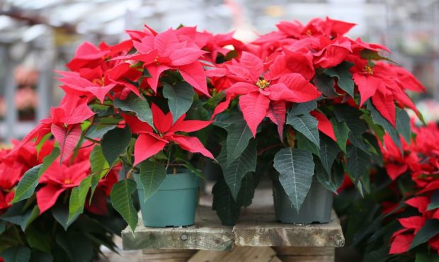 how to care for poinsettias...