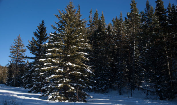 National forests will let you cut your own Christmas tree...